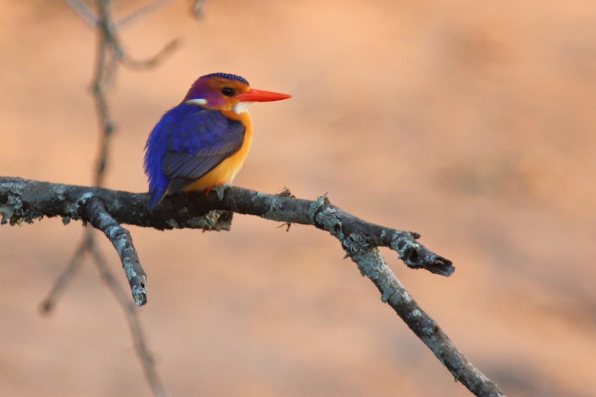 African Pygmy Kingfisher - ML638061313