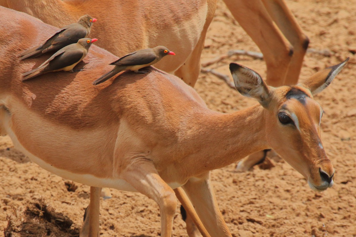 Red-billed Oxpecker - ML638061318