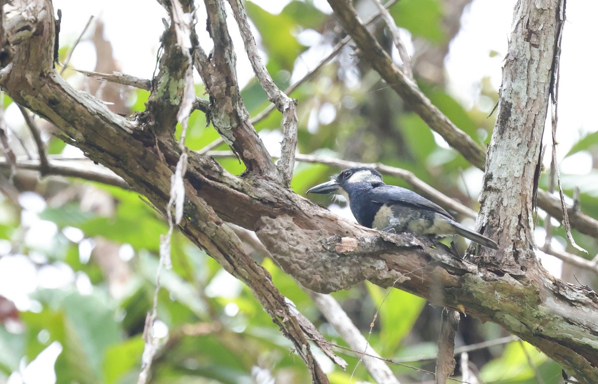 Black-breasted Puffbird - ML638061320
