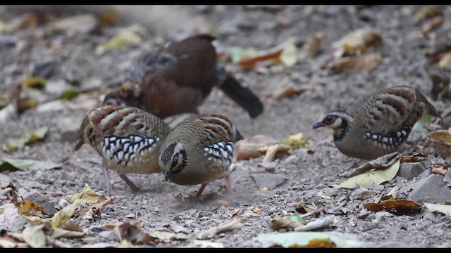 Bar-backed Partridge - ML638061325