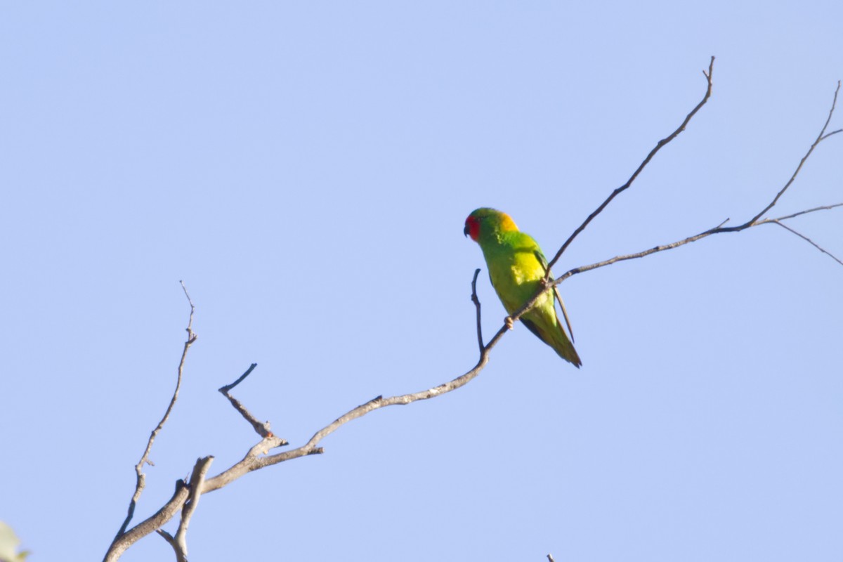 Little Lorikeet - ML638061346