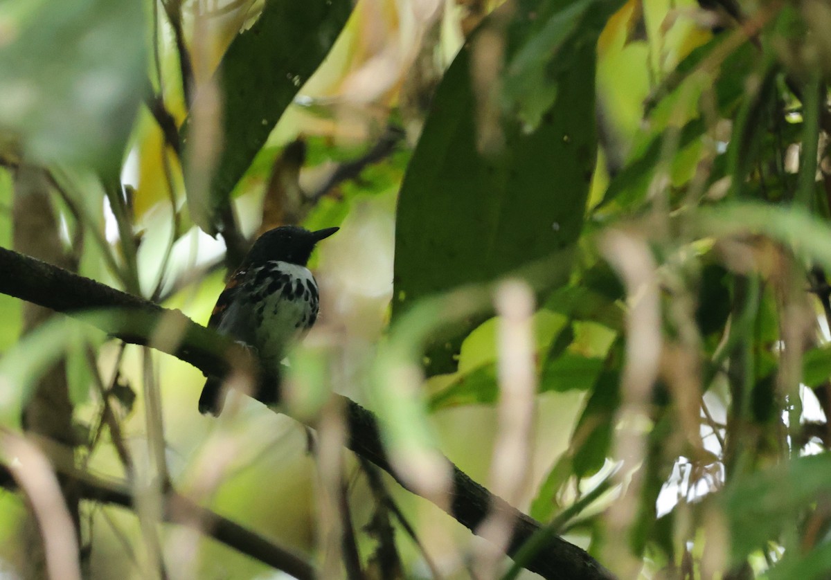 Spotted Antbird - ML638061363