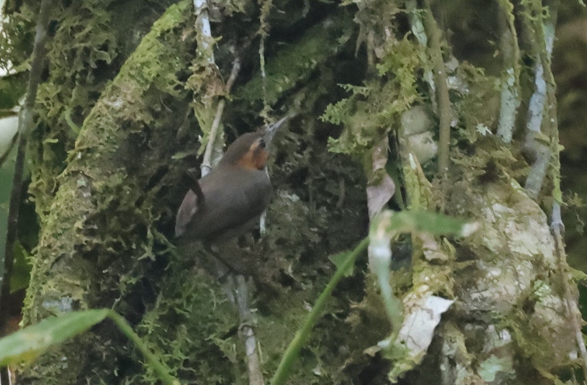 Tawny-faced Gnatwren - ML638061377