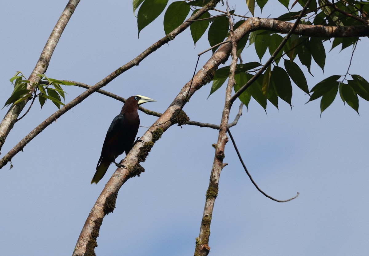 Chestnut-headed Oropendola - ML638061383