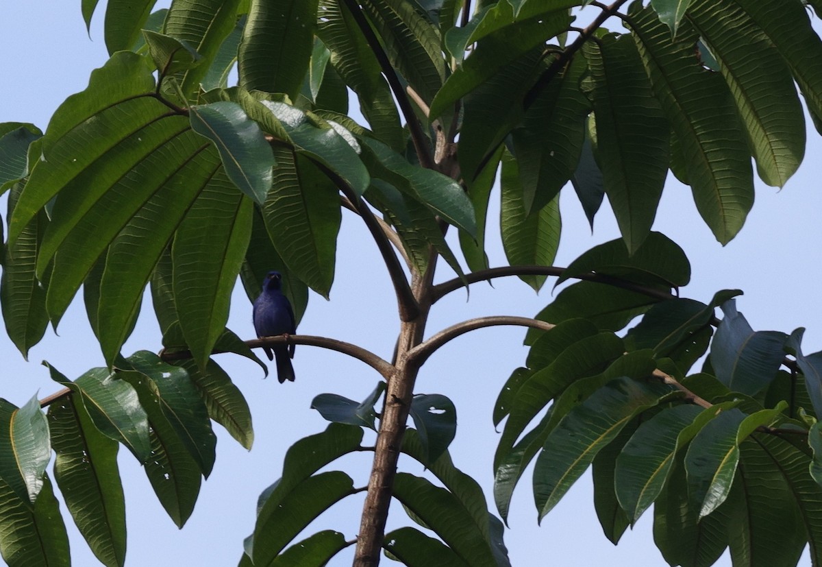 Blue Dacnis - ML638061391