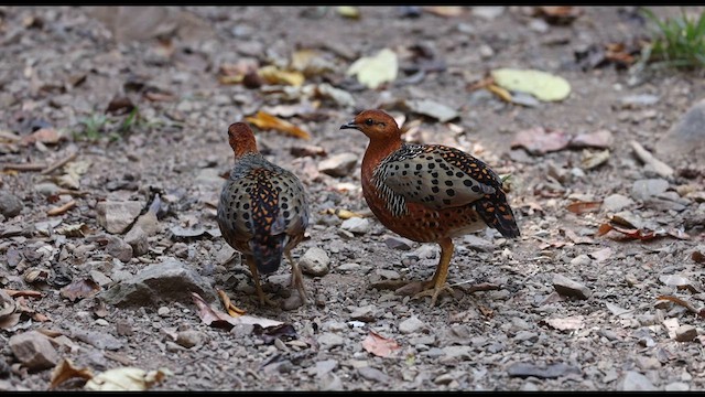 Ferruginous Partridge - ML638061395