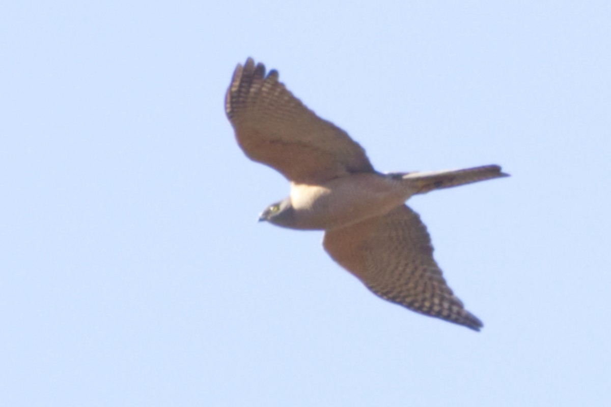 Collared Sparrowhawk - ML638061405