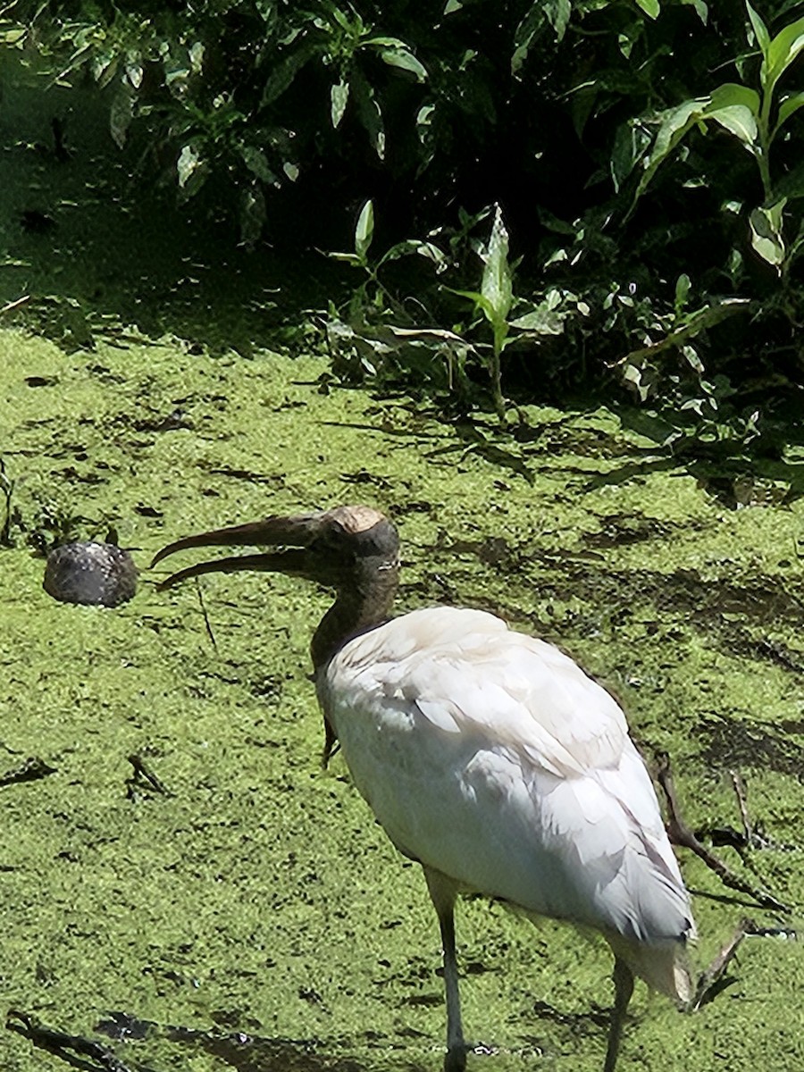 nesyt americký - ML638061426