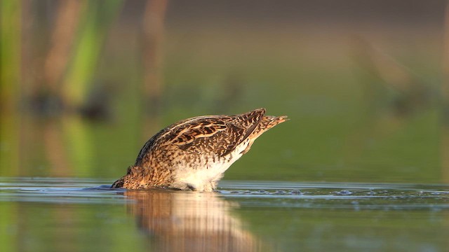 Шөвгөн хараалж - ML638061431