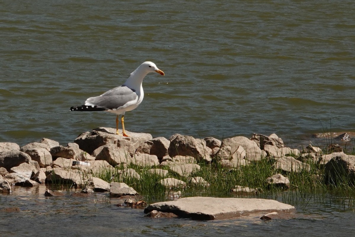 Armenian Gull - ML638061442
