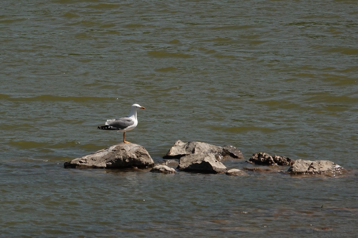 Armenian Gull - ML638061444
