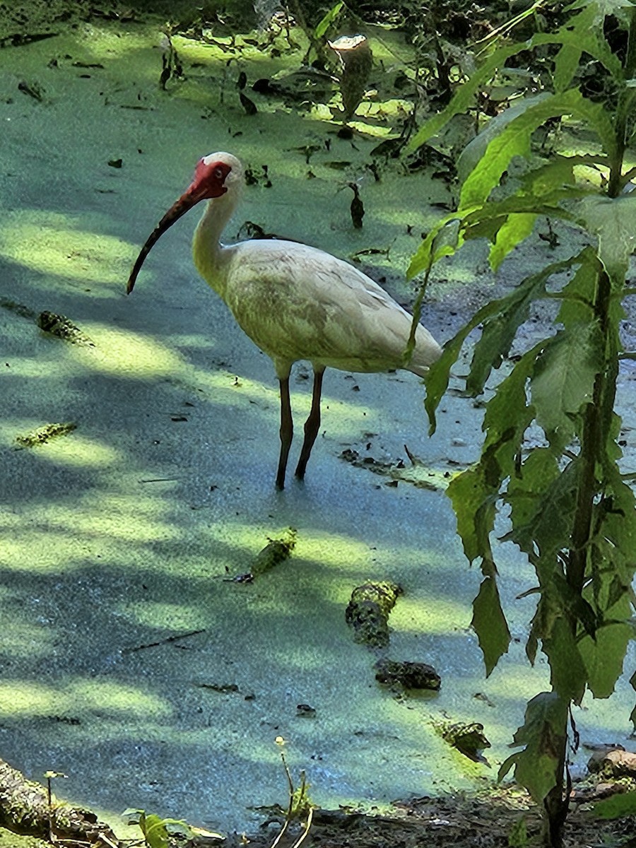 ibis bílý - ML638061479