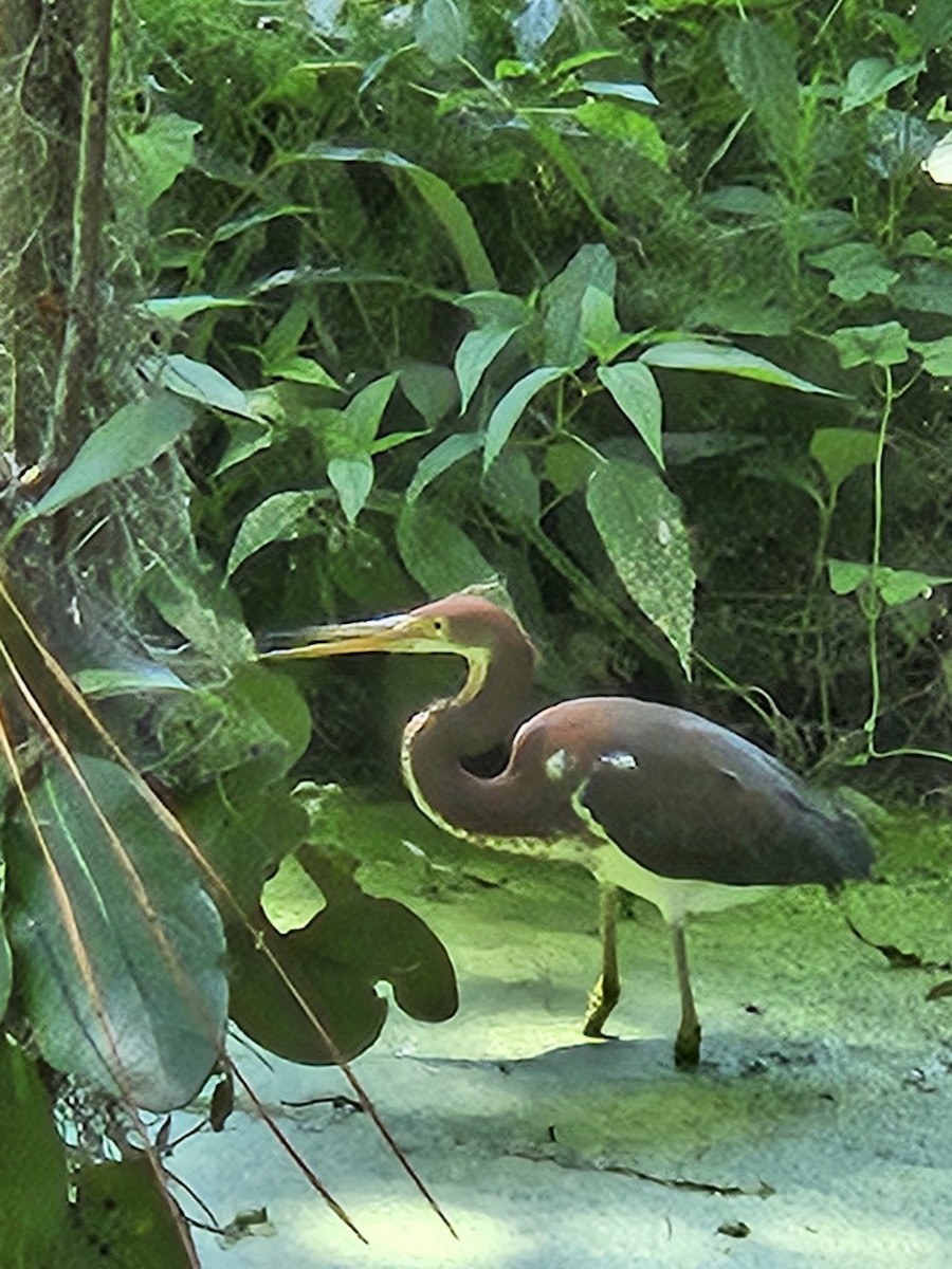 volavka tříbarvá - ML638061492