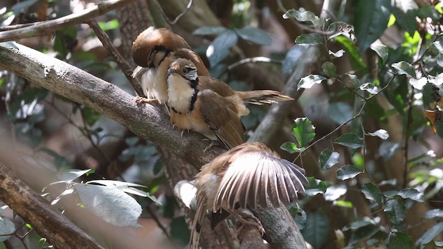 Greater Necklaced Laughingthrush - ML638061508