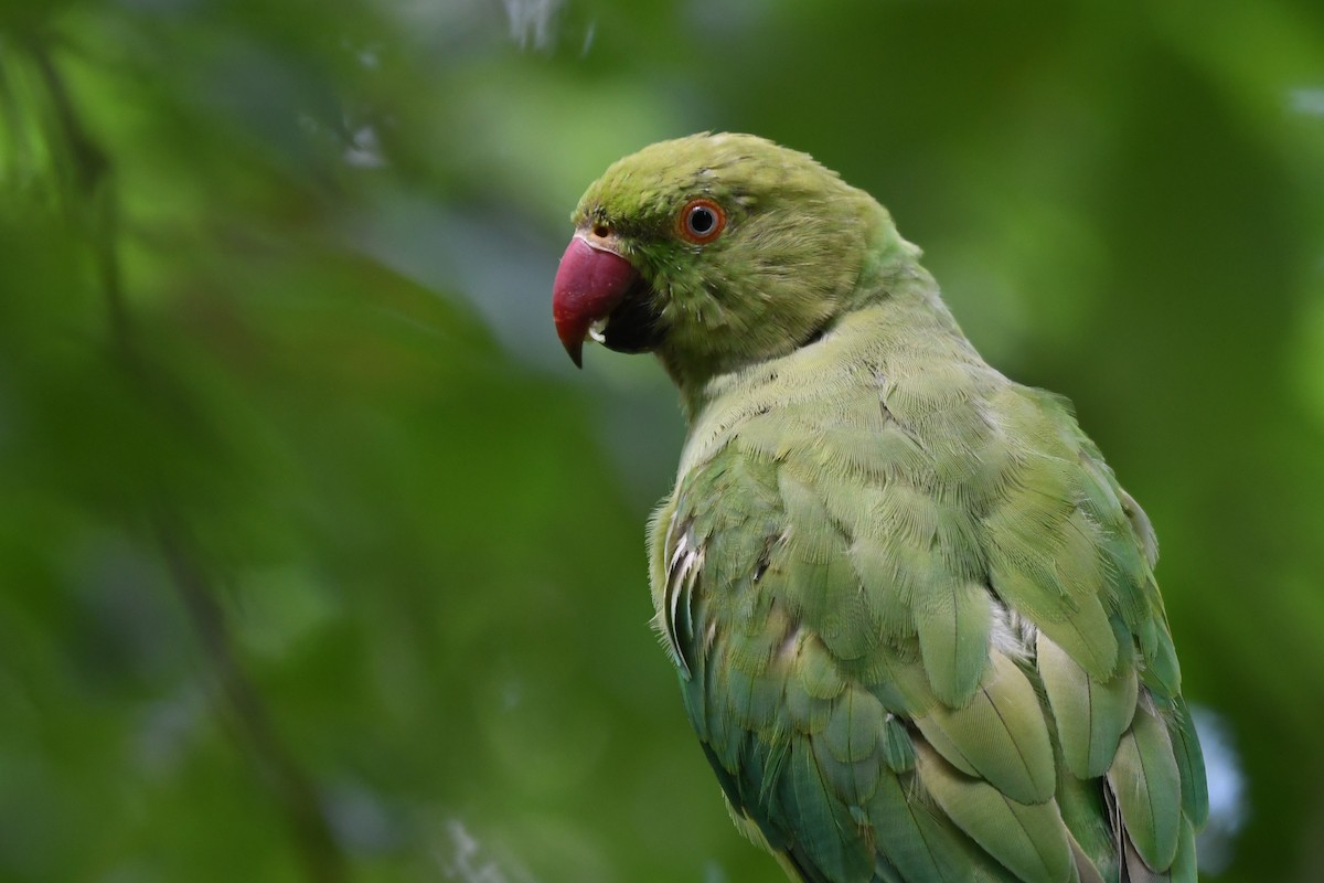 ホンセイインコ - ML638061524