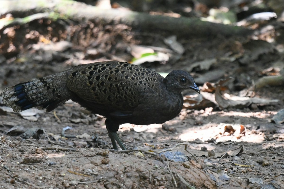 Malayan Peacock-Pheasant - ML638061548