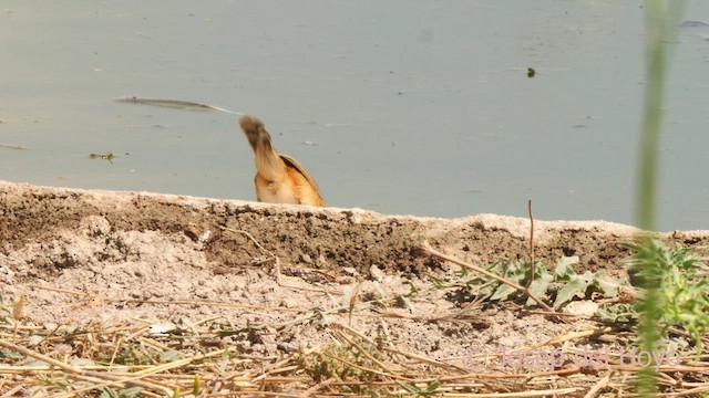 Cisticole des joncs - ML638061598