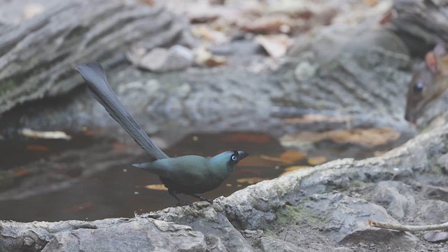 Racket-tailed Treepie - ML638061605