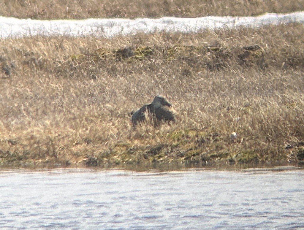 kajka brýlatá - ML638061621