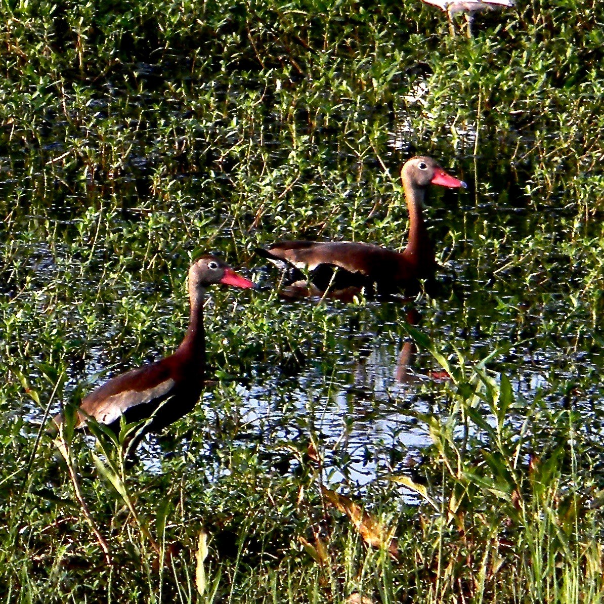 Black-bellied Whistling-Duck - ML638061674