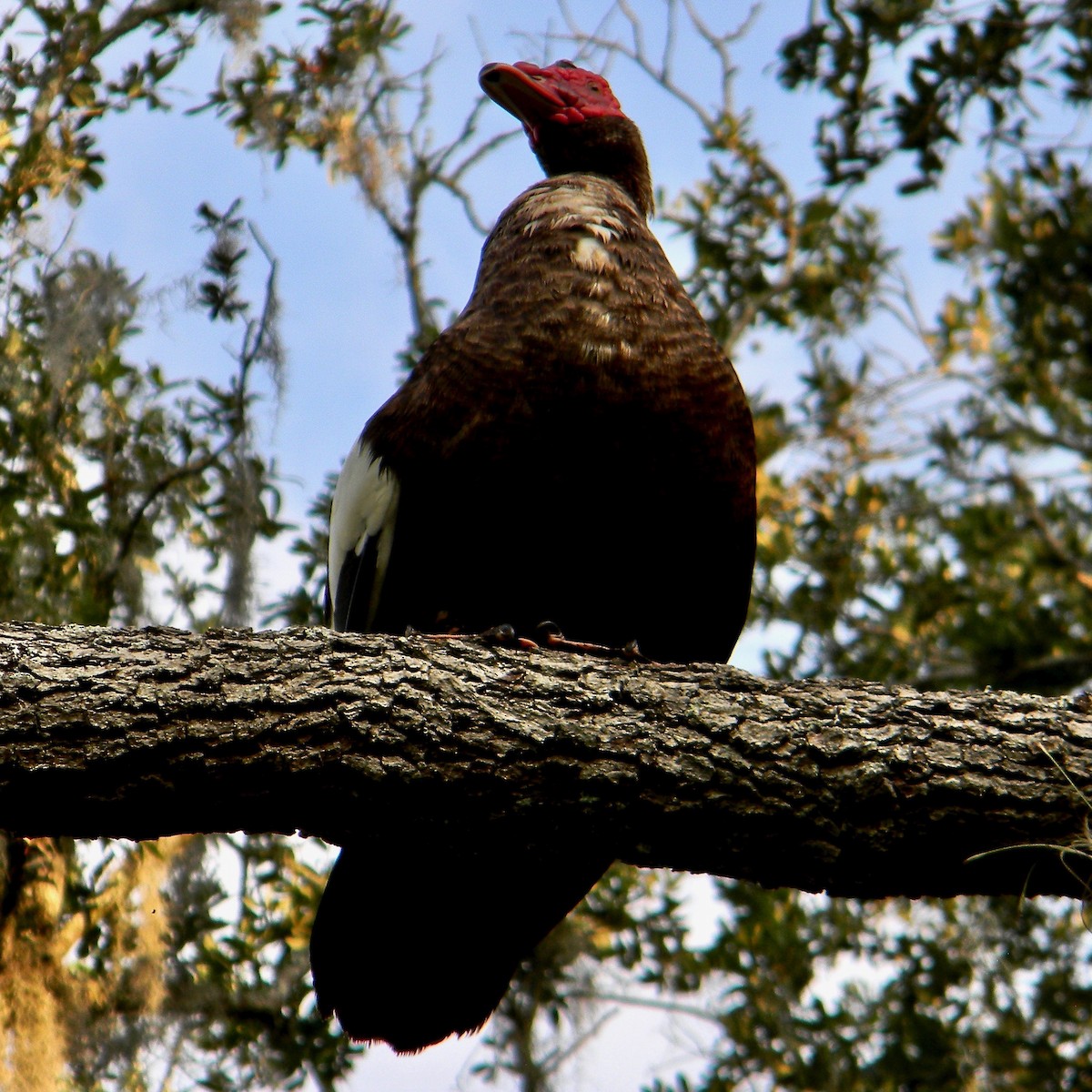 Muscovy Duck (Domestic type) - ML638061678
