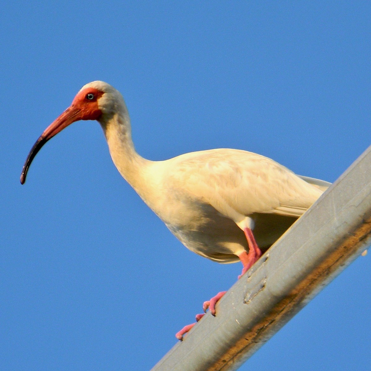 White Ibis - ML638061685