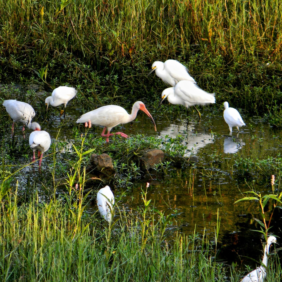 White Ibis - ML638061686