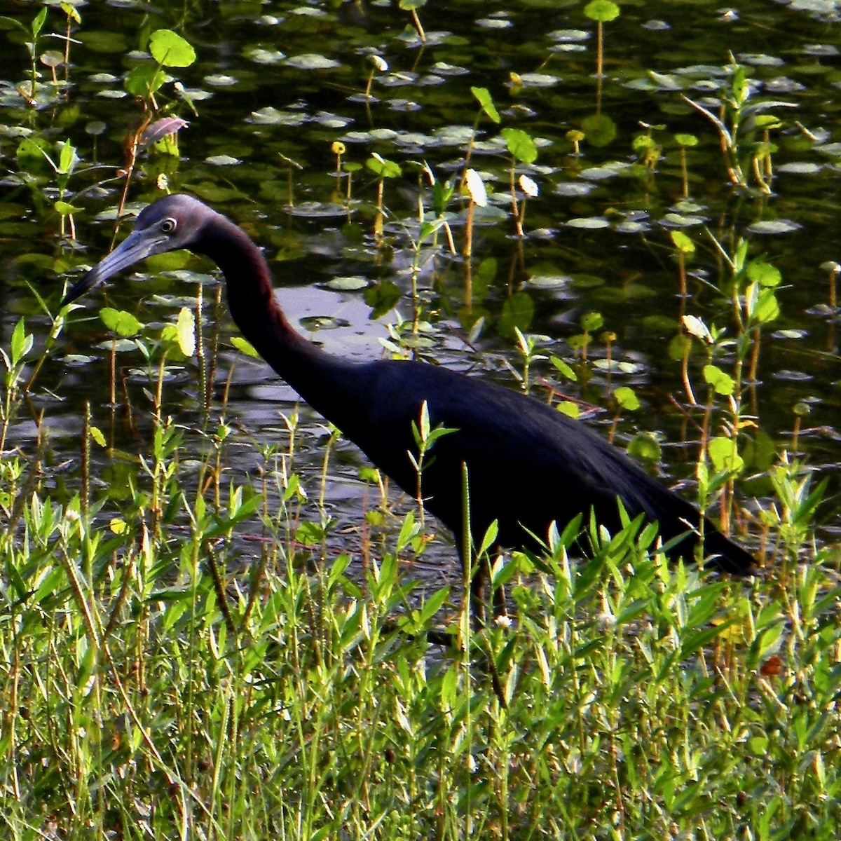 Little Blue Heron - ML638061688