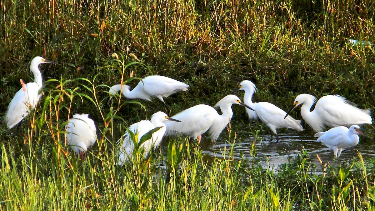 Snowy Egret - ML638061692