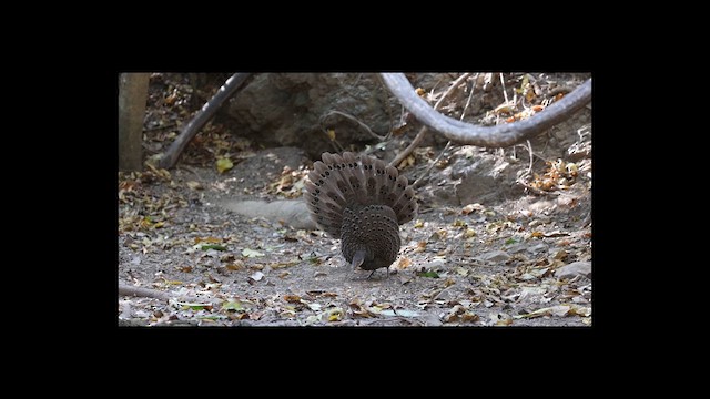 Gray Peacock-Pheasant - ML638061693