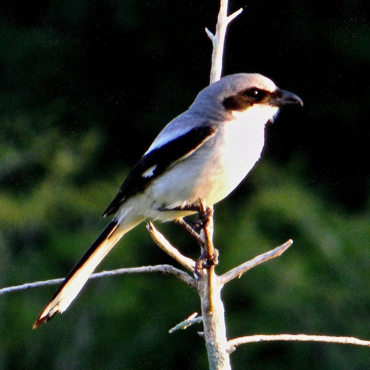 Loggerhead Shrike - ML638061698