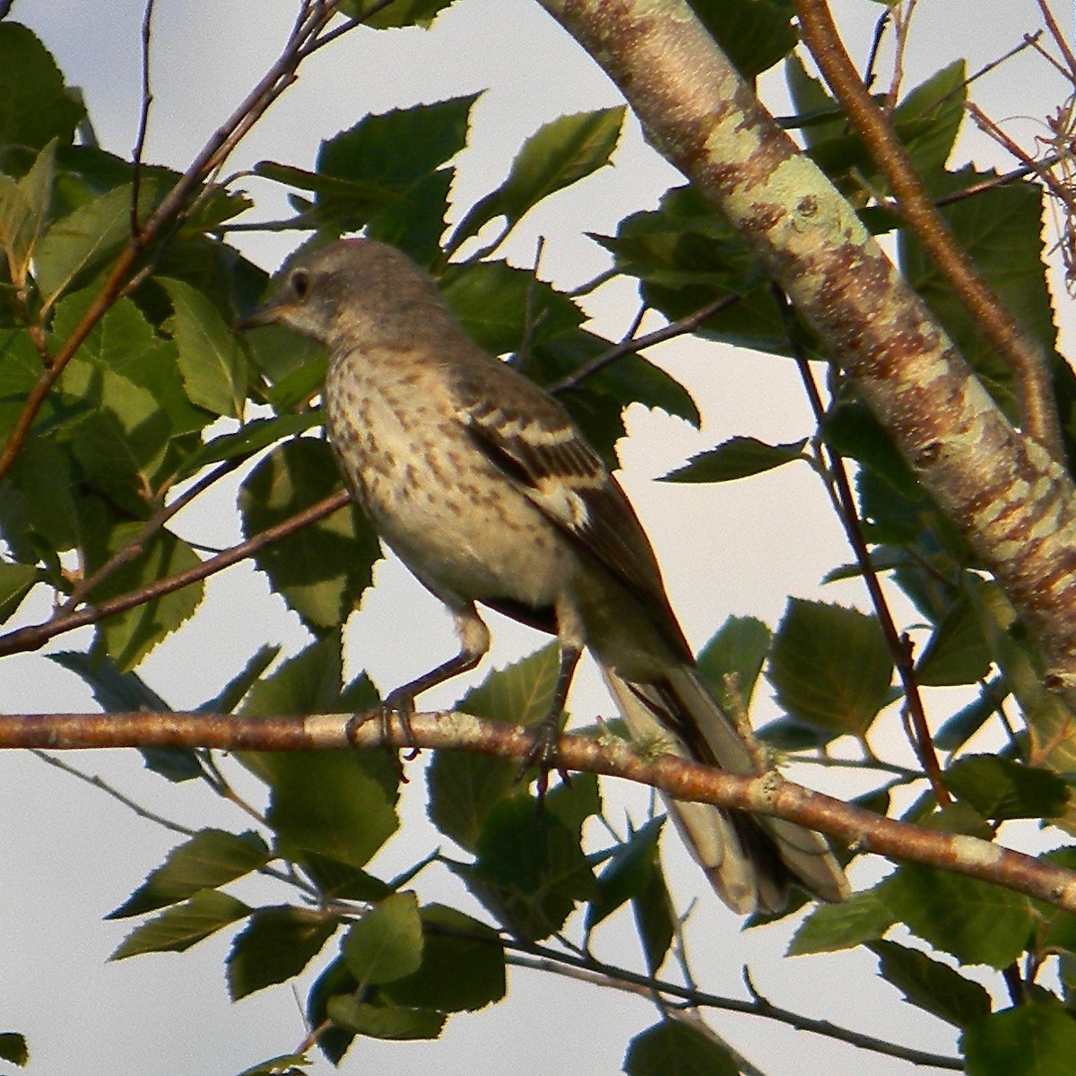 Northern Mockingbird - ML638061701