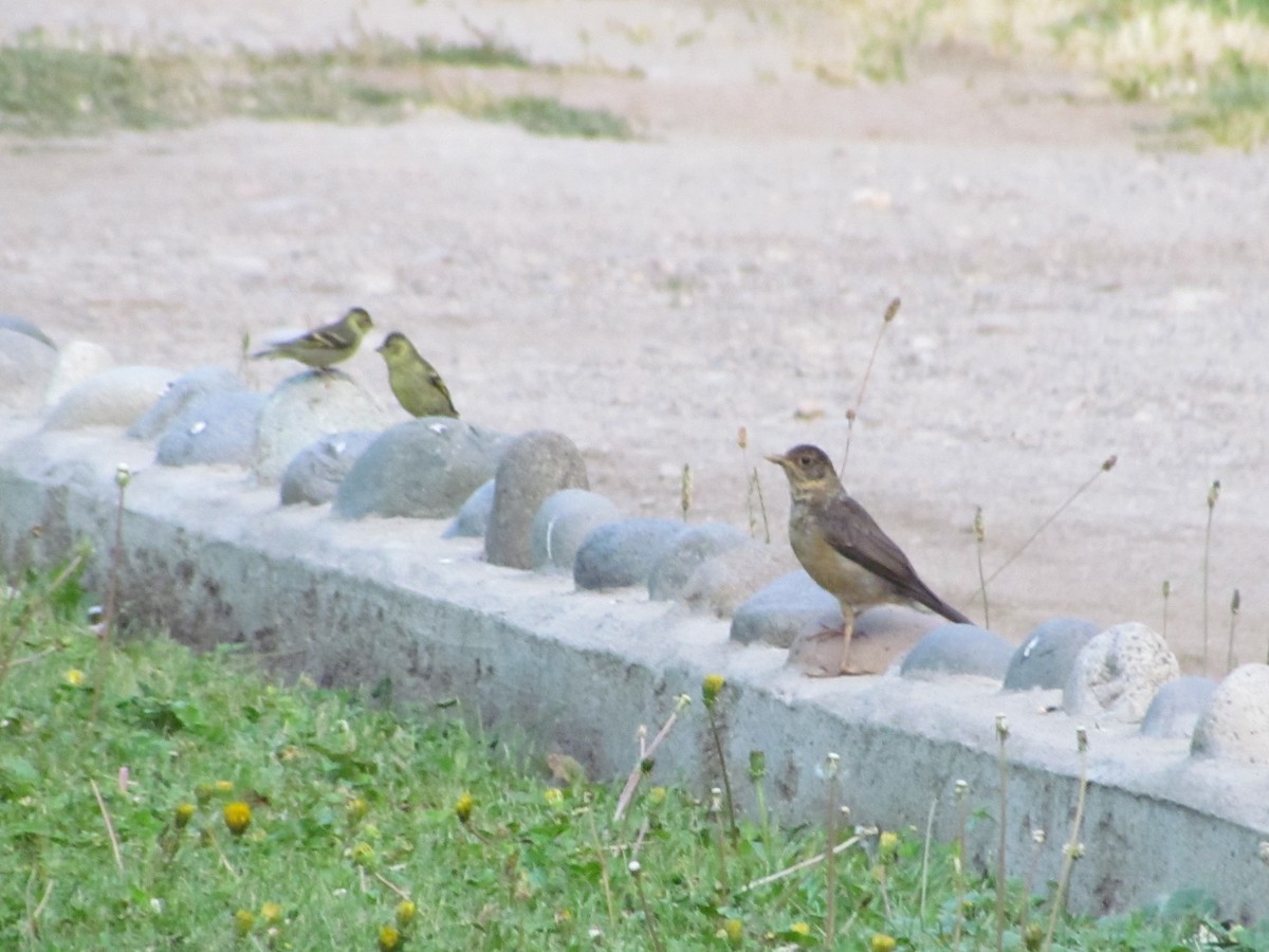 Austral Thrush - ML638061705