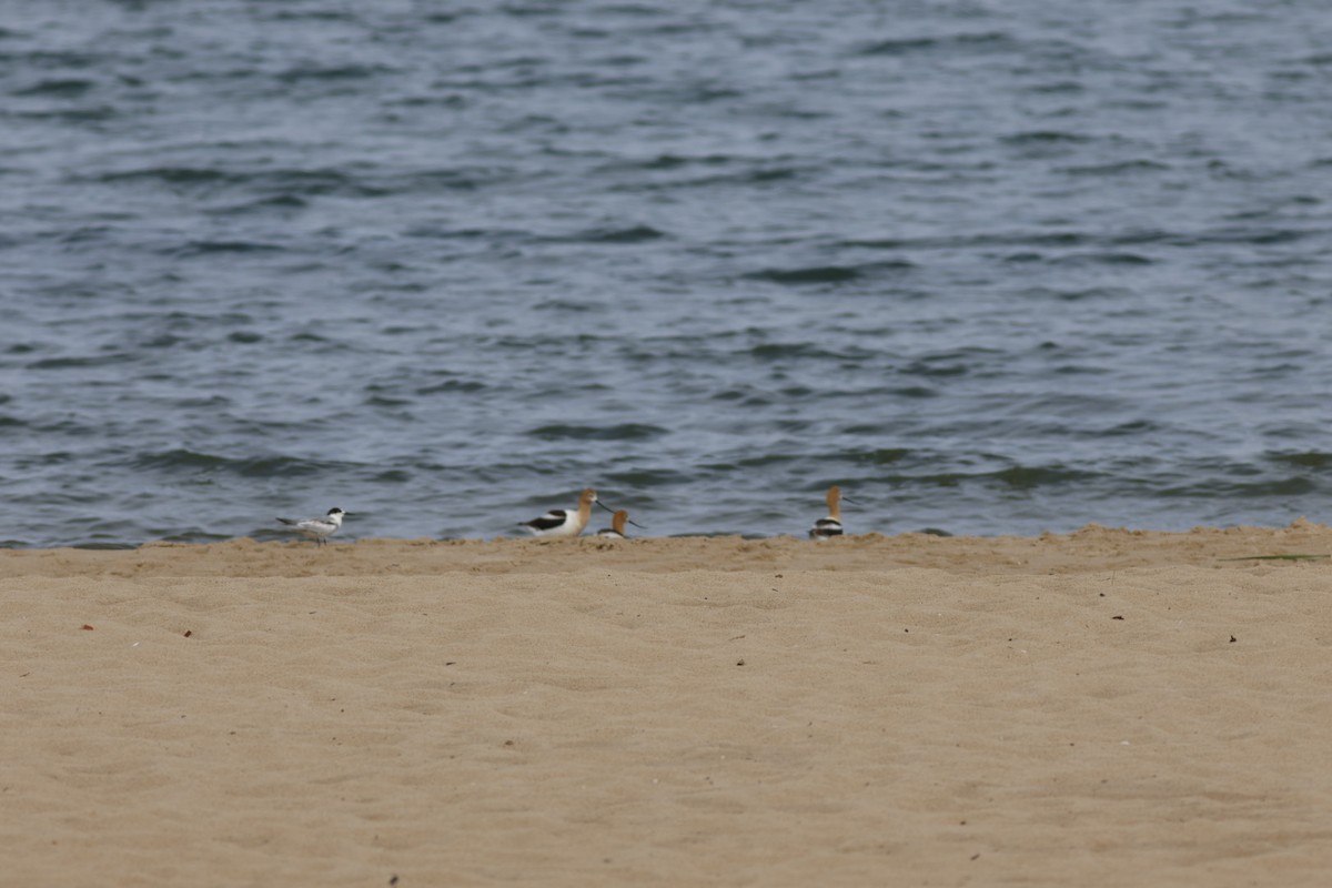 Common Tern - ML638061722