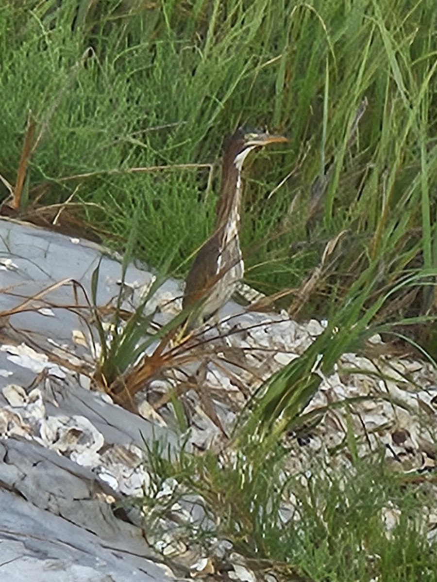 Clapper Rail - ML638061730