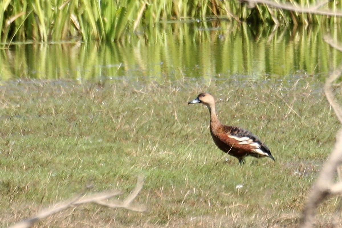 Wandering Whistling-Duck - ML638061731