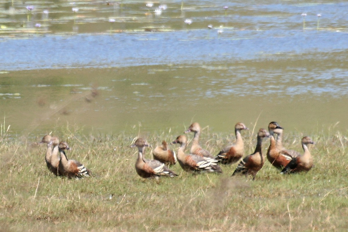 Plumed Whistling-Duck - ML638061732