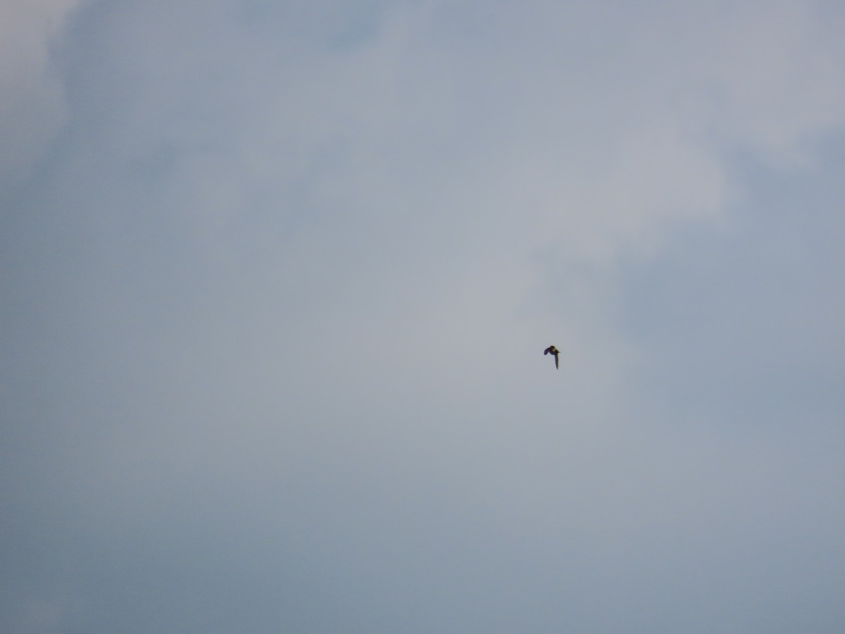 Eastern Red-rumped Swallow (Striated) - ML638061736