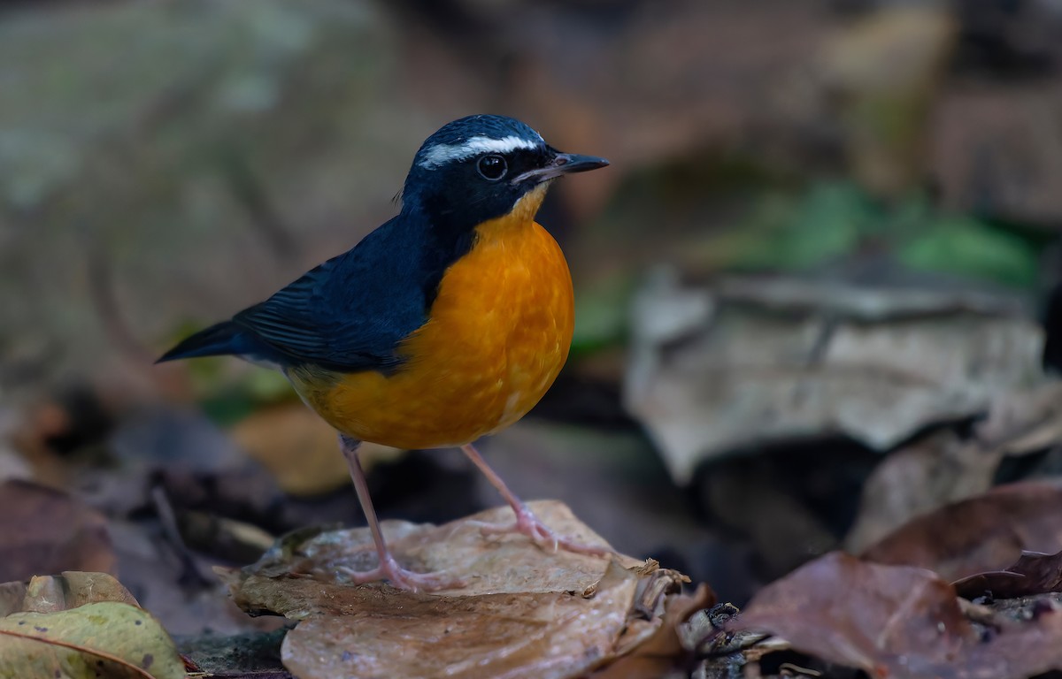 Indian Blue Robin - ML638061743