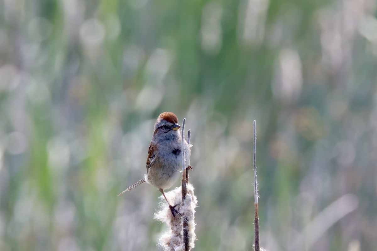 American Tree Sparrow - ML638061753