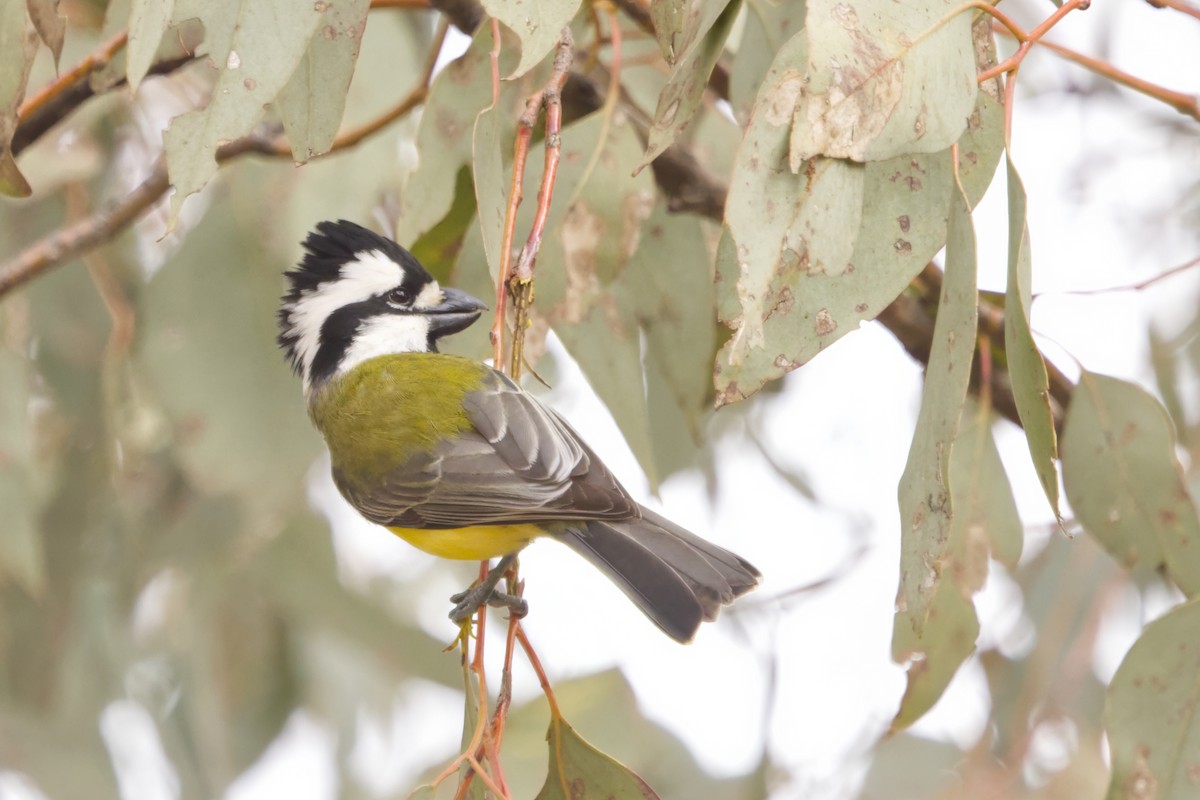 Eastern Shrike-tit - ML638061765