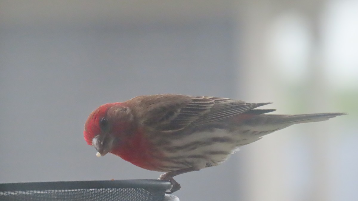 House/Purple Finch - ML638061768