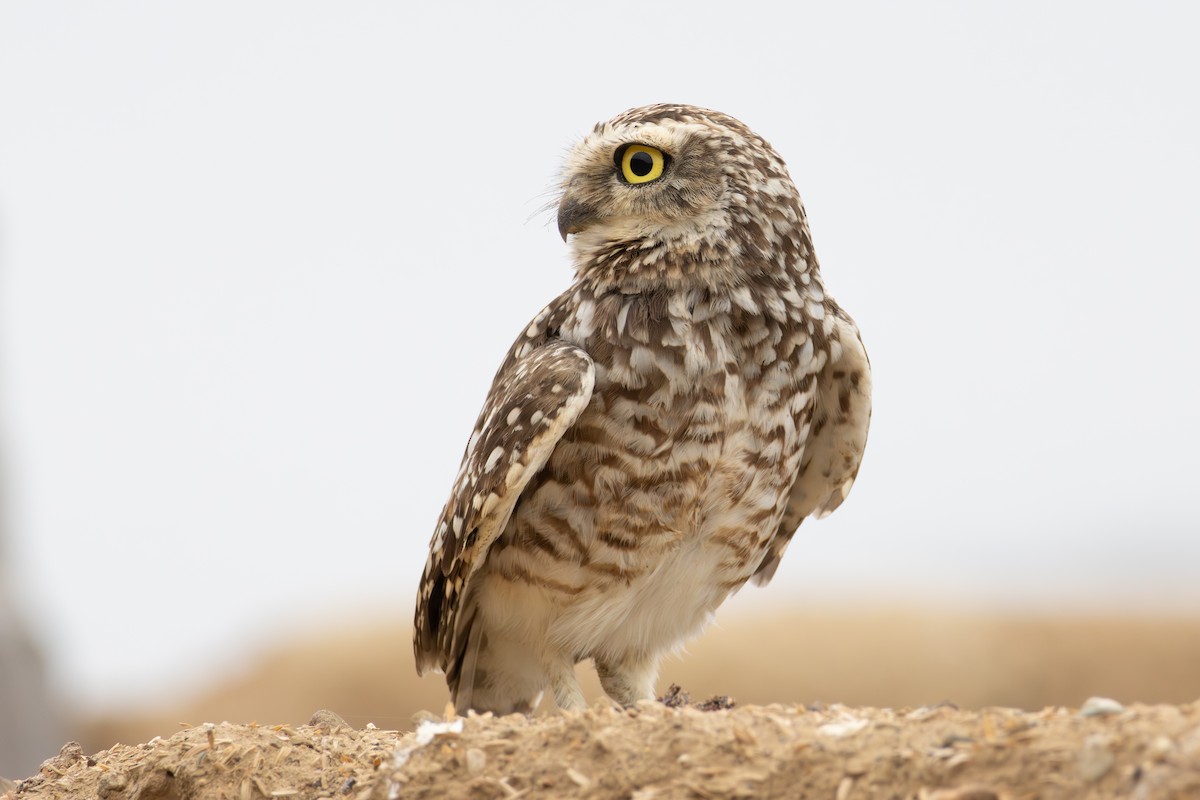Burrowing Owl - ML638061781
