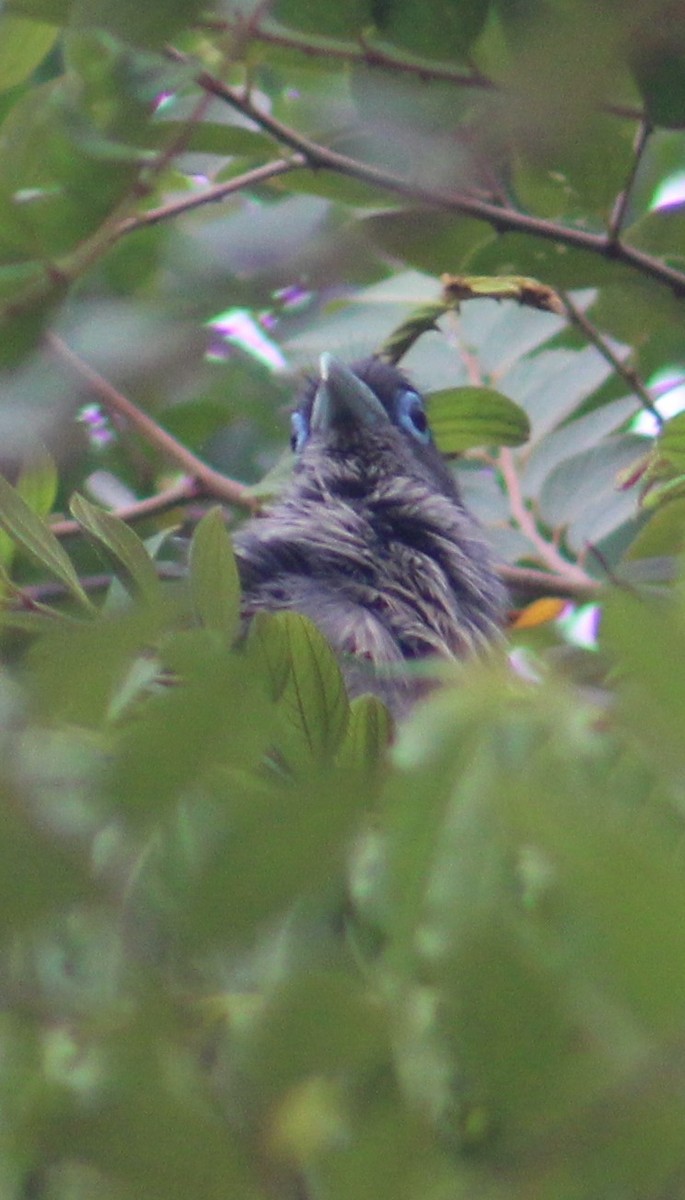 Blue-faced Malkoha - ML638061842