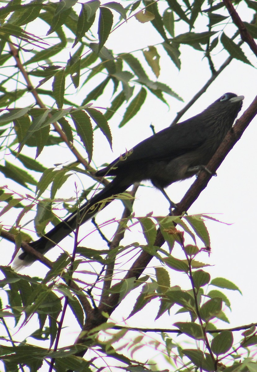 Blue-faced Malkoha - ML638061844