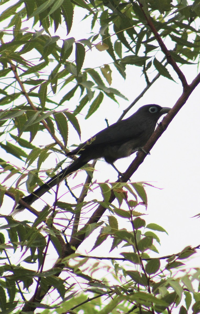 Blue-faced Malkoha - ML638061845