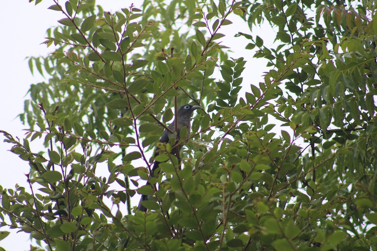 Blue-faced Malkoha - ML638061857