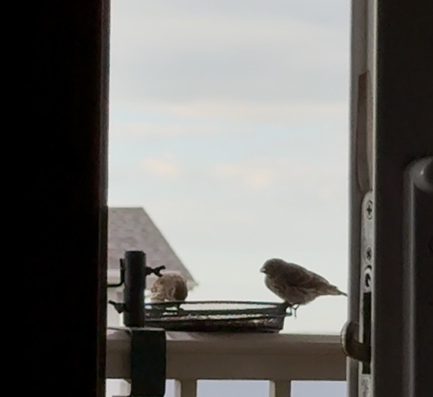 House/Purple Finch - ML638061903
