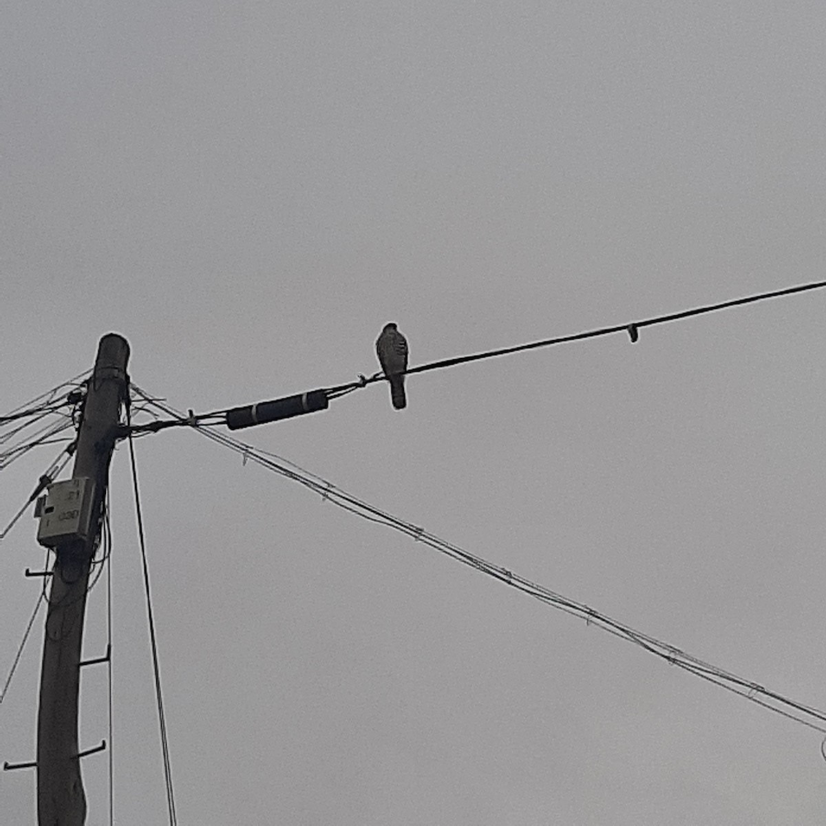 Chilean Hawk - ML638061911