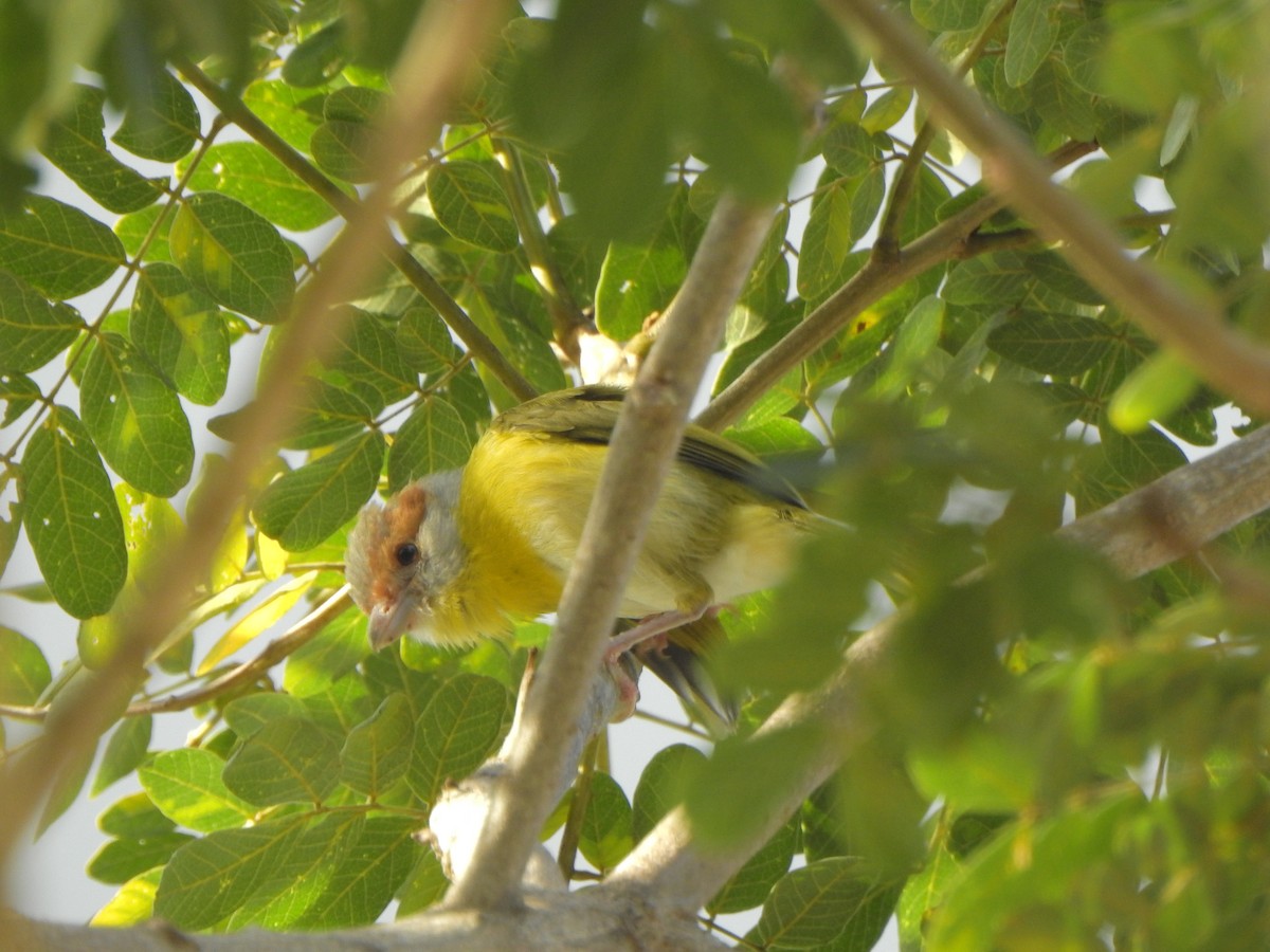 Rufous-browed Peppershrike - ML638061914